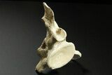 Fossil Plesiosaur (Zarafasaura) Cervical Vertebra - Morocco #268856-3